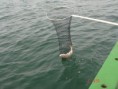 /album/guaruja%20%28praia%20do%20perequ%c3%aa%29%20alto%20mar%20-%2002-04-2011/corvina-jpg/