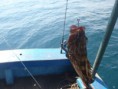 /album/pescaria-ubatuba-sp-04-04-2012/p4040606-jpg/