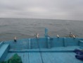/album/pescaria-alto-mar-guaruja-25-07-2012/p7250368-jpg/